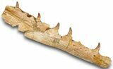 Mosasaur (Eremiasaurus) Jaw with Five Teeth - Morocco #259673-2